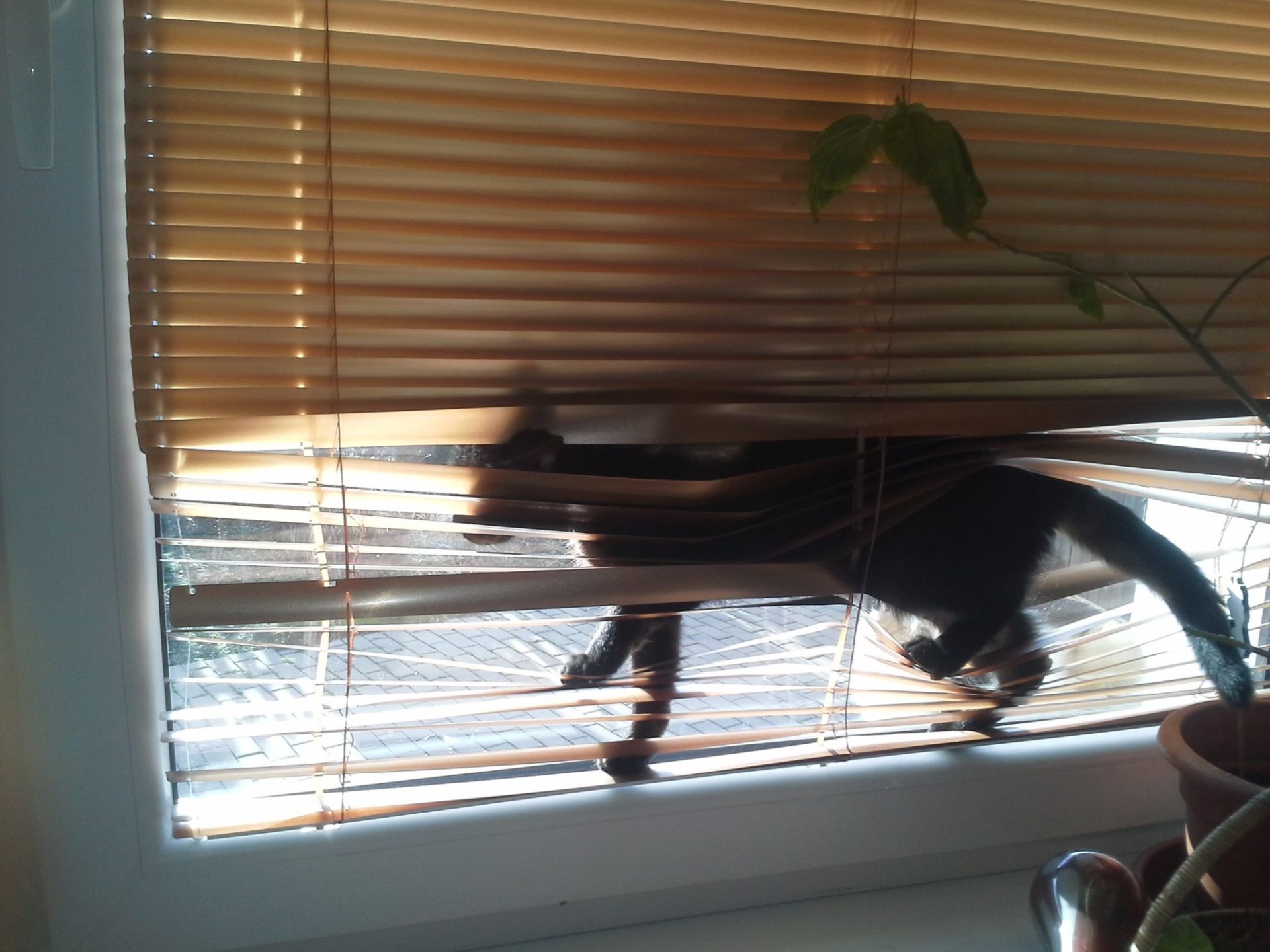 Jak Opravit Zasekl aluzie 6 inn ch Tip ROLUX